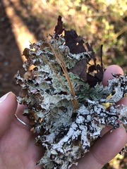 Platismatia tuckermanii