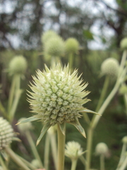 Eryngium