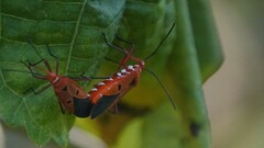 Dysdercus cingulatus