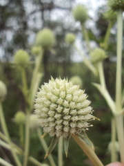 Eryngium