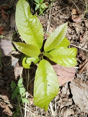 Persea americana