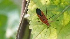 Dysdercus cingulatus