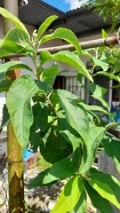 Blumea balsamifera