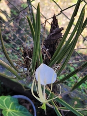 Brassavola