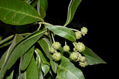 Conocarpus erectus image