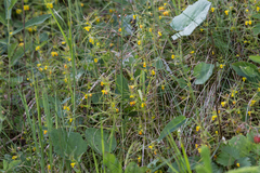 Melampyrum sylvaticum