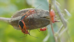 Dysdercus cingulatus