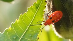 Dysdercus cingulatus