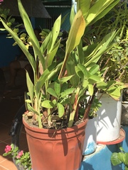 Laurophyllus capensis