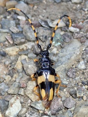 Dendrobias mandibularis