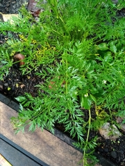 Daucus carota sativus