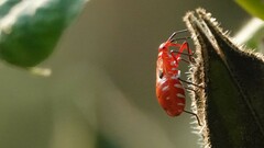 Dysdercus cingulatus