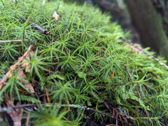Polytrichastrum alpinum