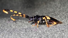 Dendrobias mandibularis