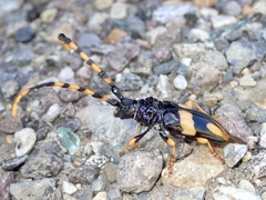 Dendrobias mandibularis