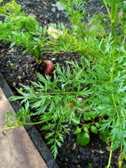Daucus carota sativus