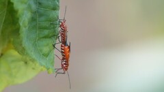 Dysdercus cingulatus