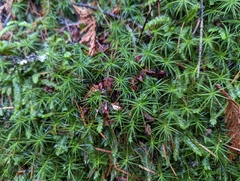 Polytrichastrum alpinum