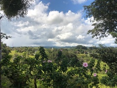 Anisodontea scabrosa
