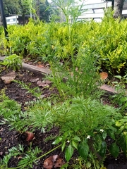 Daucus carota sativus