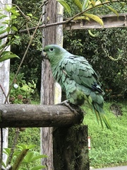Amazona farinosa