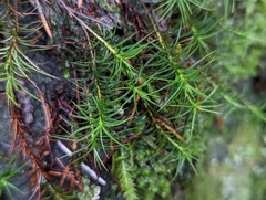 Polytrichastrum alpinum