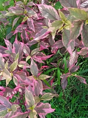 Alternanthera brasiliana