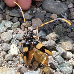 Dendrobias mandibularis