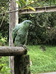 Amazona farinosa