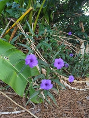 Ruellia simplex