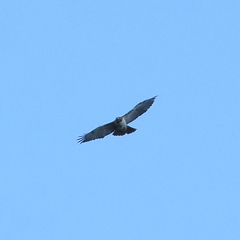 Buteo jamaicensis fuertesi
