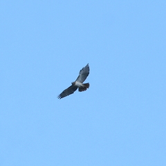 Buteo jamaicensis fuertesi