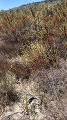 Lachnaea capitata