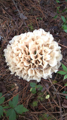 Sparassis spathulata