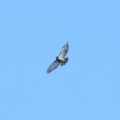 Buteo jamaicensis fuertesi