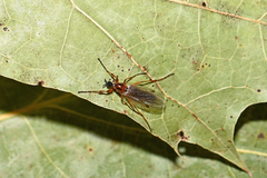 Dilophus