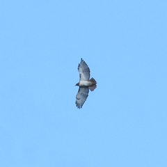 Buteo jamaicensis fuertesi
