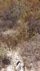 Lachnaea capitata
