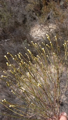 Lachnaea capitata