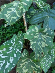 Caladium