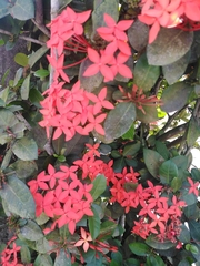 Ixora