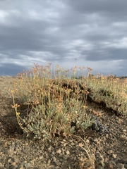Eriogonum cusickii