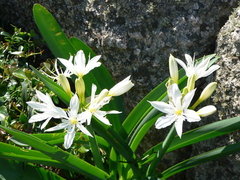 Pancratium illyricum