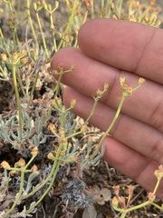 Eriogonum cusickii