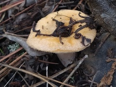 Lactarius tesquorum
