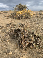Eriogonum cusickii
