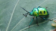 Chrysocoris purpureus