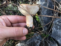 Lactarius tesquorum