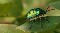 Chrysocoris purpureus