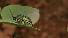 Chrysocoris purpureus